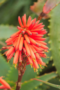 Close-up of flower blooming outdoors