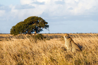 View of cheetah on field against sky