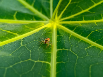 Close-up of insect on leaf