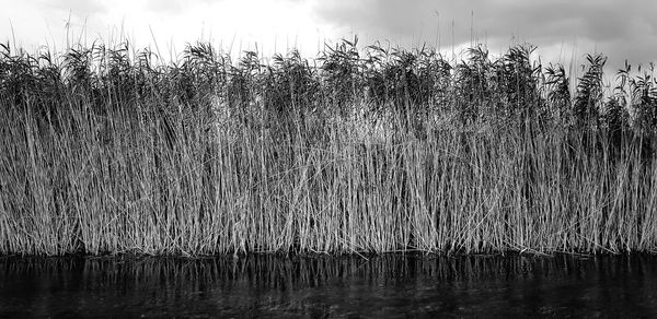 Scenic view of lake in forest against sky