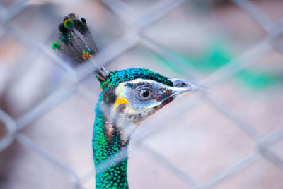 Close-up of peacock