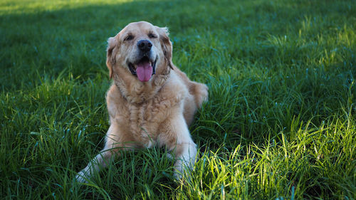 View of a dog on field