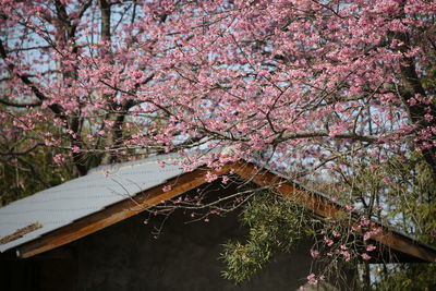 Pink cherry blossoms in spring
