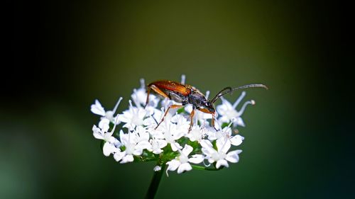 Close-up of insect on white flower