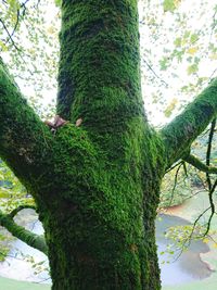 Low angle view of ivy growing on tree trunk