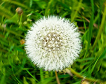 Close-up of white flower