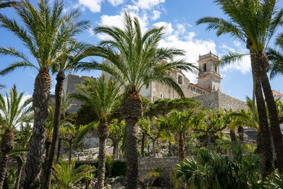 Palm trees and plants against sky