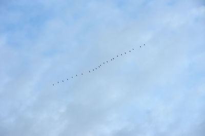 Low angle view of birds flying in sky