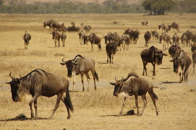 Horses on landscape