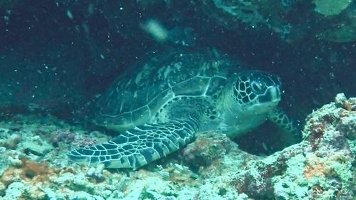 High angle view of turtle in sea