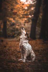 Dog in autumn forest 