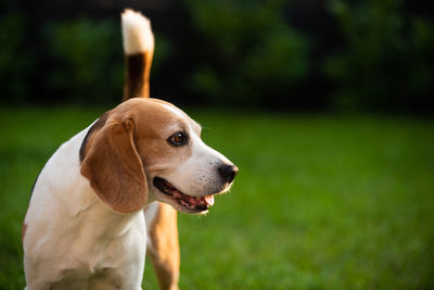pet