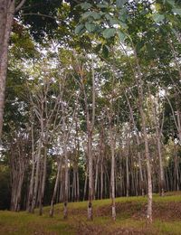 Low angle view of trees in forest