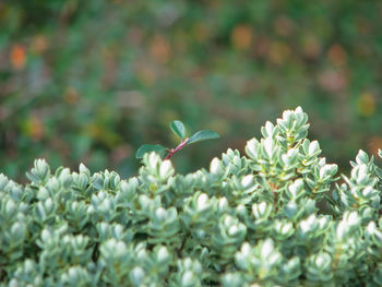 Close-up of plant with green leaves