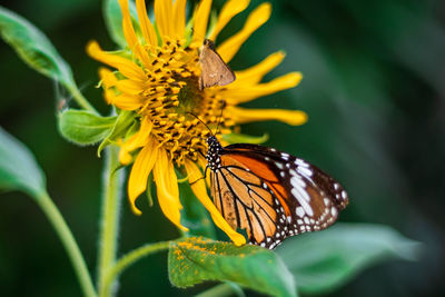 Close-up of butterfly pollinating on flower