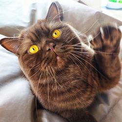 Close-up portrait of cat at home