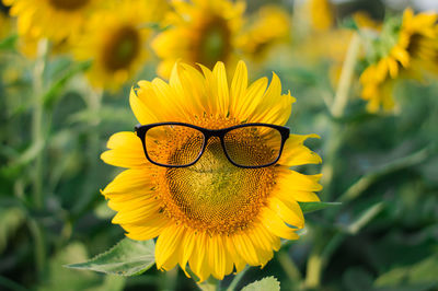 Close-up of yellow flower