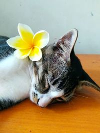 Close-up of a cat