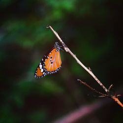 Close-up of butterfly pollinating flower