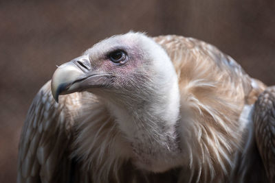 Close-up of eagle