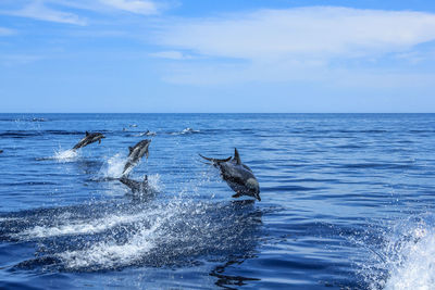 Dolphins jumping in sea against blue sky