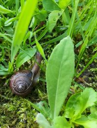 Close-up of snail on grass