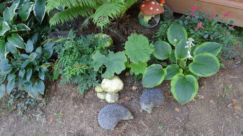 High angle view of plants