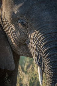Portrait of african elephant