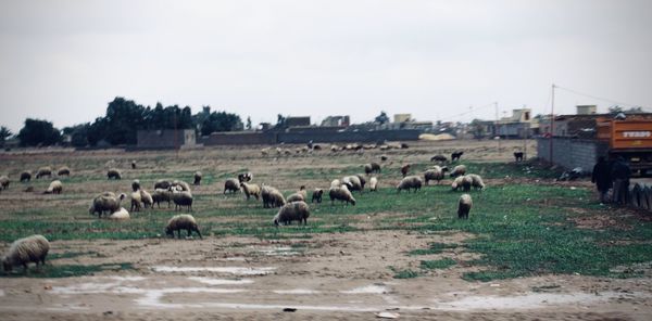 Flock of sheep on a field