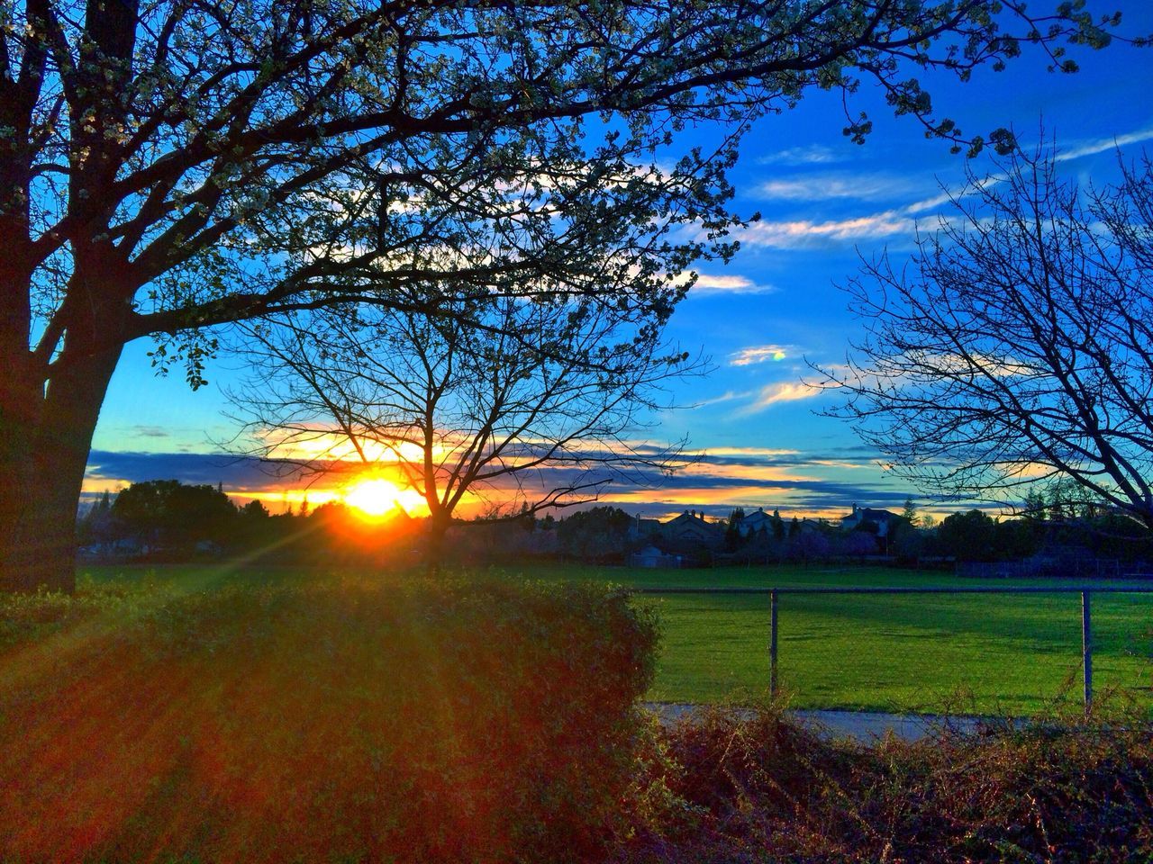 sun, sunset, tree, tranquility, tranquil scene, sky, landscape, bare tree, scenics, sunlight, field, sunbeam, beauty in nature, grass, nature, lens flare, cloud - sky, silhouette, idyllic, branch