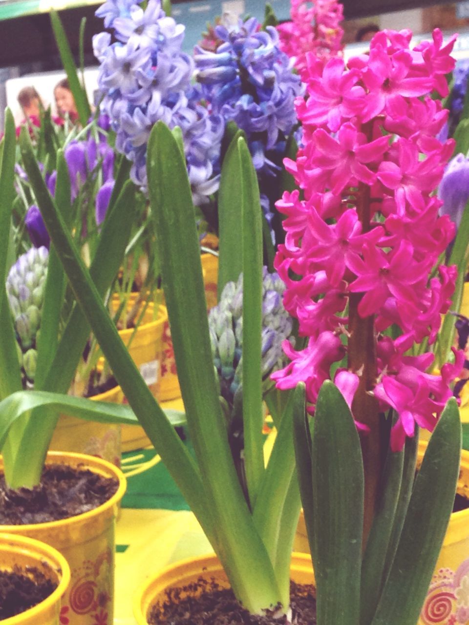 flower, freshness, petal, fragility, growth, flower head, plant, beauty in nature, potted plant, close-up, nature, blooming, pink color, leaf, focus on foreground, flower pot, purple, indoors, flower arrangement, no people