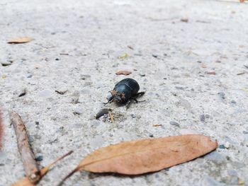 High angle view of insect on rock