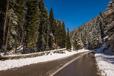 Road amidst trees against sky during winter