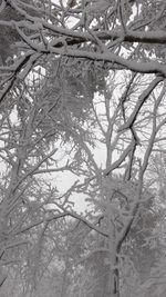 Low angle view of tree against sky