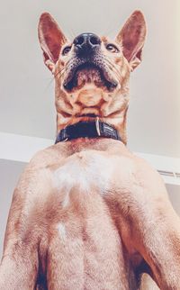 Close-up of dog looking away at home