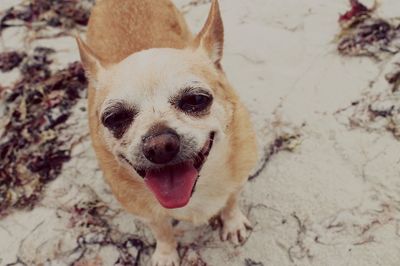 Close-up portrait of a dog