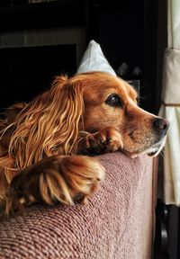 Dog relaxing on sofa at home