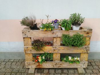 Plant growing on wall