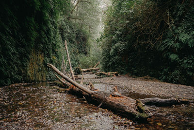 View of tree trunks in forest