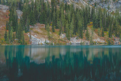 Panoramic view of pine trees by lake in forest