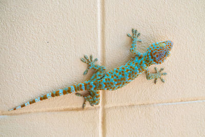 Directly above shot of lizard on wall