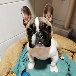 Portrait of dog sitting on sofa at home