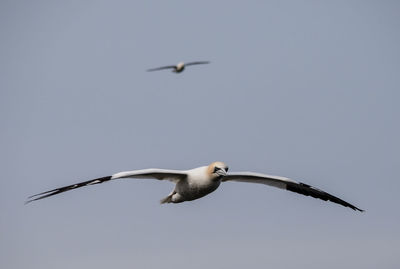 Low angle view of seagull flying against clear sky