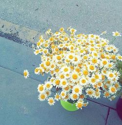 High angle view of yellow flowers