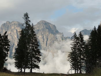 Scenic view of pine trees against sky during winter