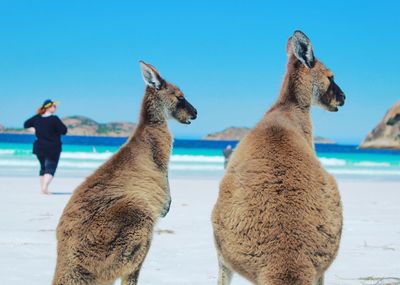 Kangaroos at beach against clear blue sky