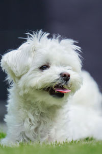 Close-up portrait of dog