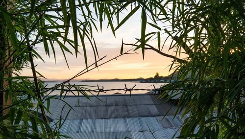 Sunset seen from the gap of bamboo leaves