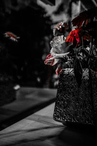 Close up of red flower