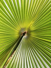 Full frame shot of palm tree